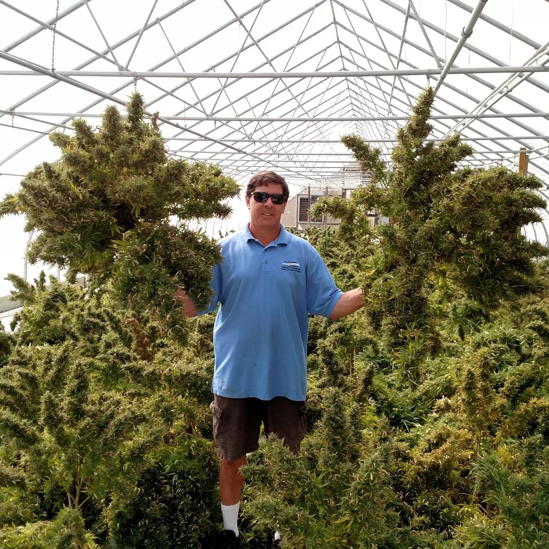 A 2017 photograph of Dave Headrick holding two freshly harvested female Type III hemp plants inside the Kentucky Cannabis Company greenhouse on Military Pike in Lexington, Kentucky.