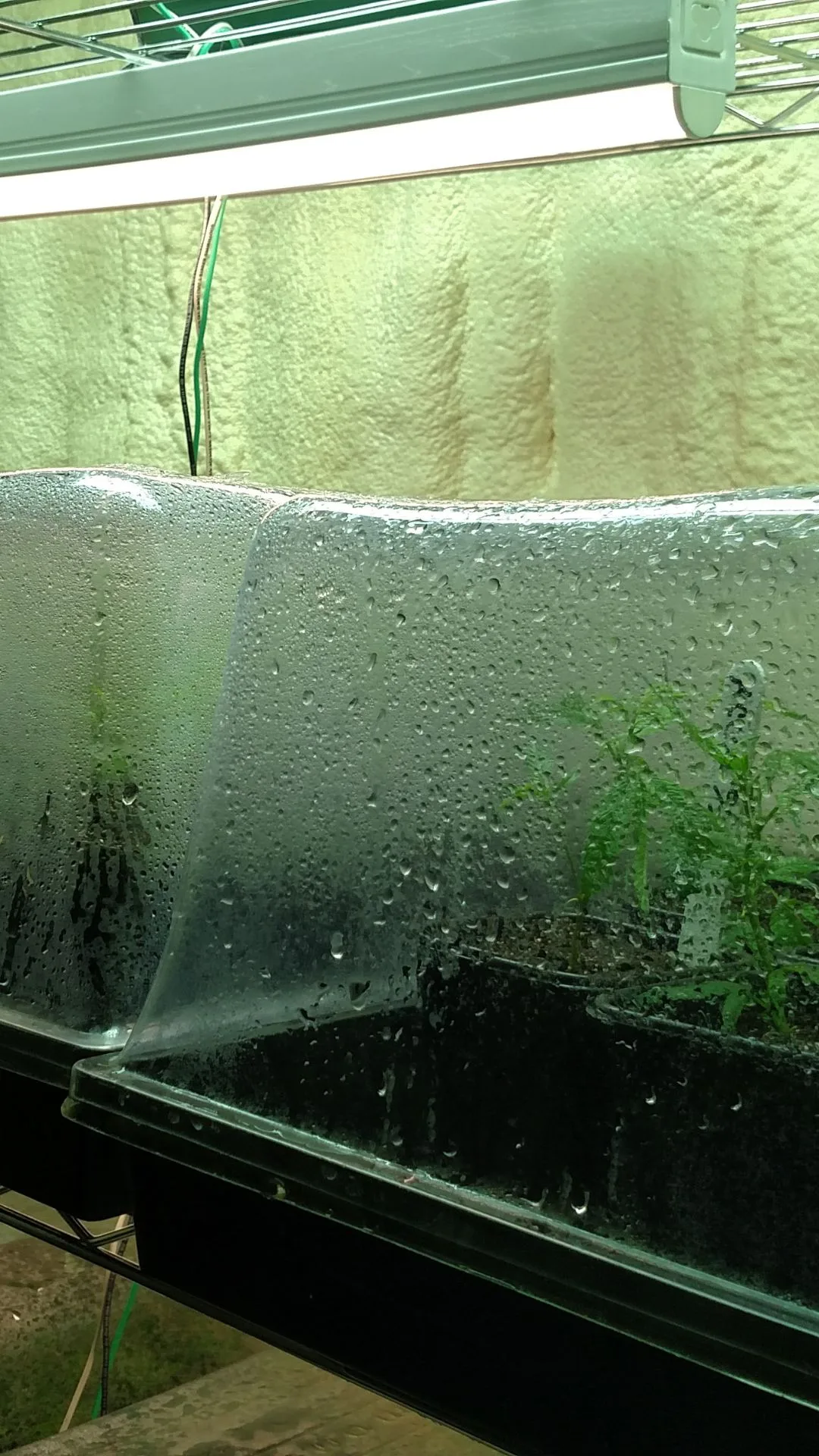 A 2017 photograph from Kentucky Cannabis Company showing fresh-cut Type III cannabis clones resting in propagation trays inside a custom-engineered insulated sea crate retrofitted with a heating and cooling air system for year-round genetic preservation in Kentucky.