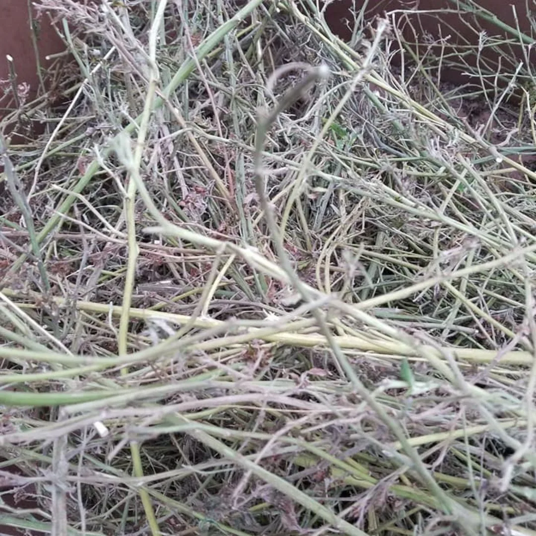 A 2017 photograph from the Kentucky Cannabis Company harvest showing large piles of stalks, stems, and non-floral plant material discarded during post-harvest separation.