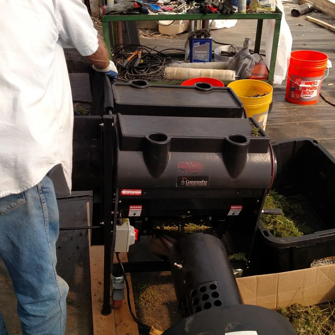 A 2017 photograph showing post-harvest processing at Kentucky Cannabis Company, where harvested hemp is passed through a mechanical trimmer to remove fan leaves and isolate floral biomass.