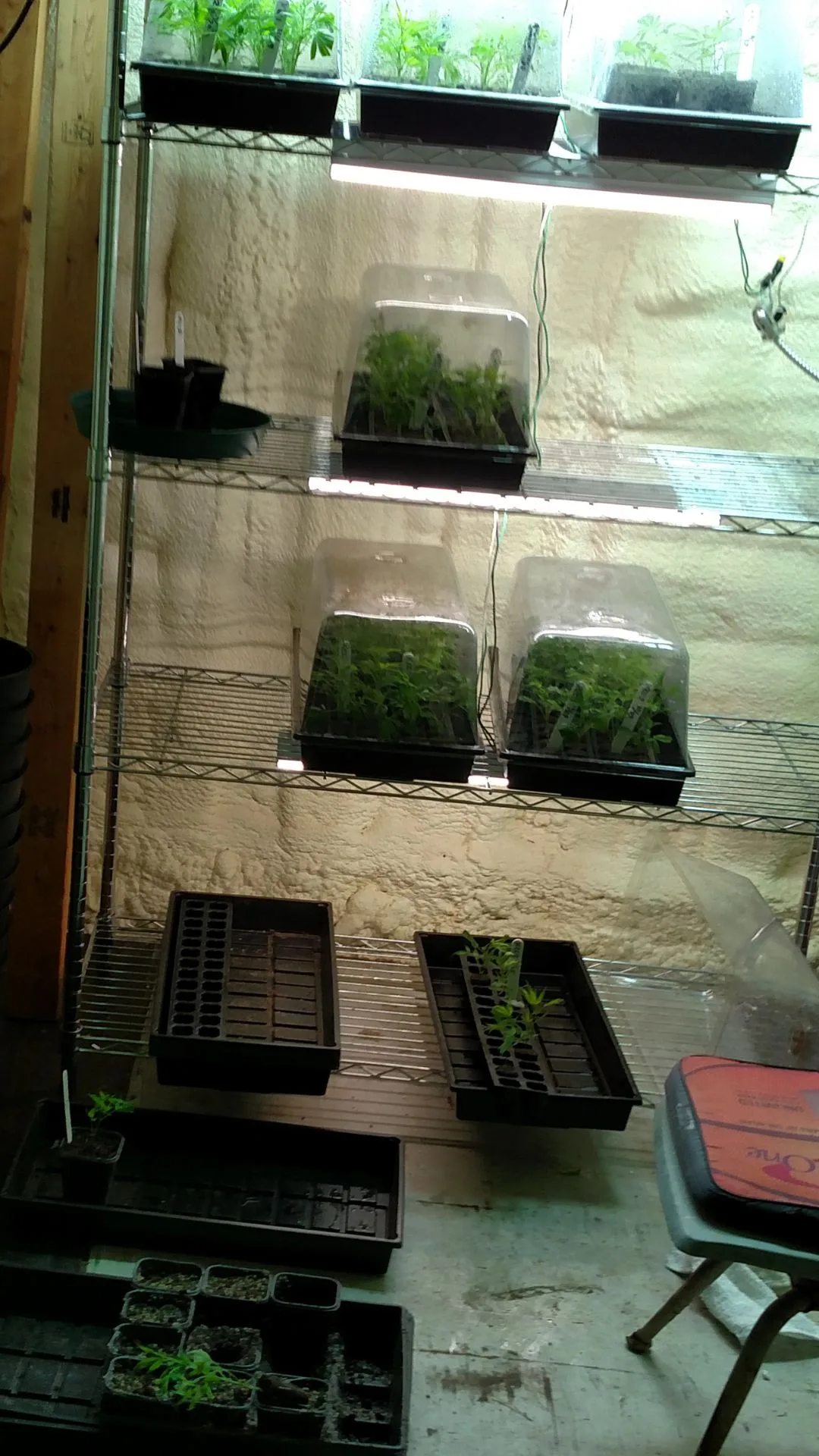 A 2017 photograph showing the interior of the Kentucky Cannabis Company sea crate nursery, displaying hundreds of thriving Type III cannabis clones developing in trays for mass propagation.