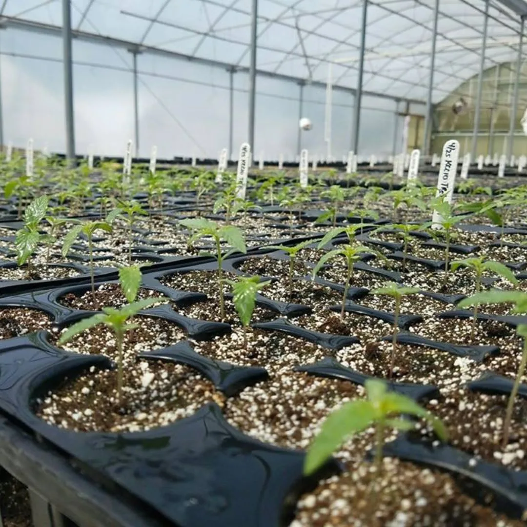 An early May 2017 photograph from a Kentucky Cannabis Company field showing young Type III cannabis seedlings with their first real leaves and second set developing, including a plant tag marked 4/25 and identified as KCC 10.