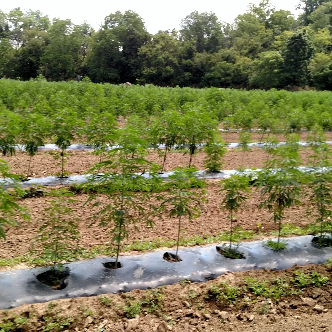 A 2017 photograph from the Kentucky Cannabis Company field in Mercer County showing Type III KCC 10 hemp genetics growing on biodegradable mulch with precision irrigation off Old Dixville Road.