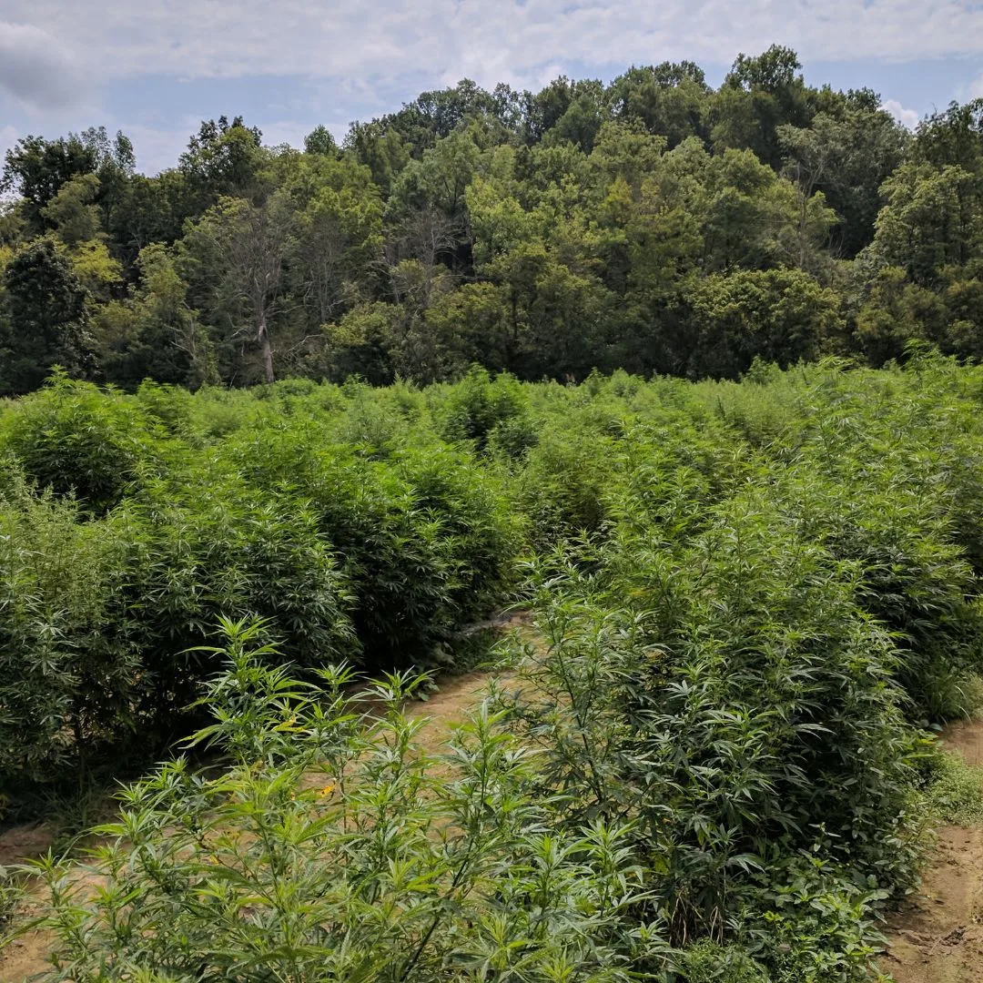 An August 2017 photograph from the Kentucky Cannabis Company field off Old Dixville Road in Mercer County showing a large KCC 10 Type III female hemp canopy in peak vegetative state, averaging about six feet tall and approaching bloom.