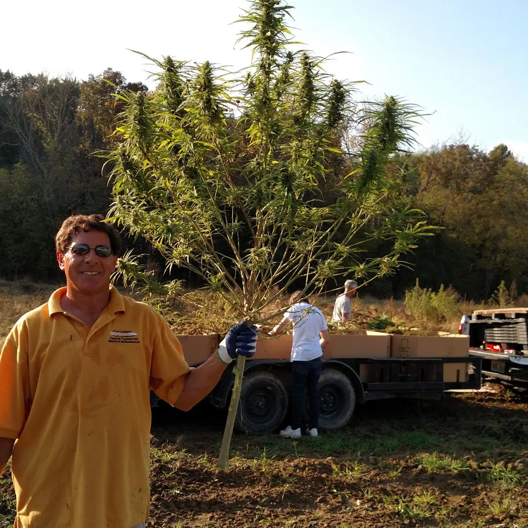 A 2017 photograph of Dave Headrick holding a freshly harvested Type III KCC 10 female cannabis plant with large dense blooms at the Kentucky Cannabis Company field in Mercer County, Kentucky.