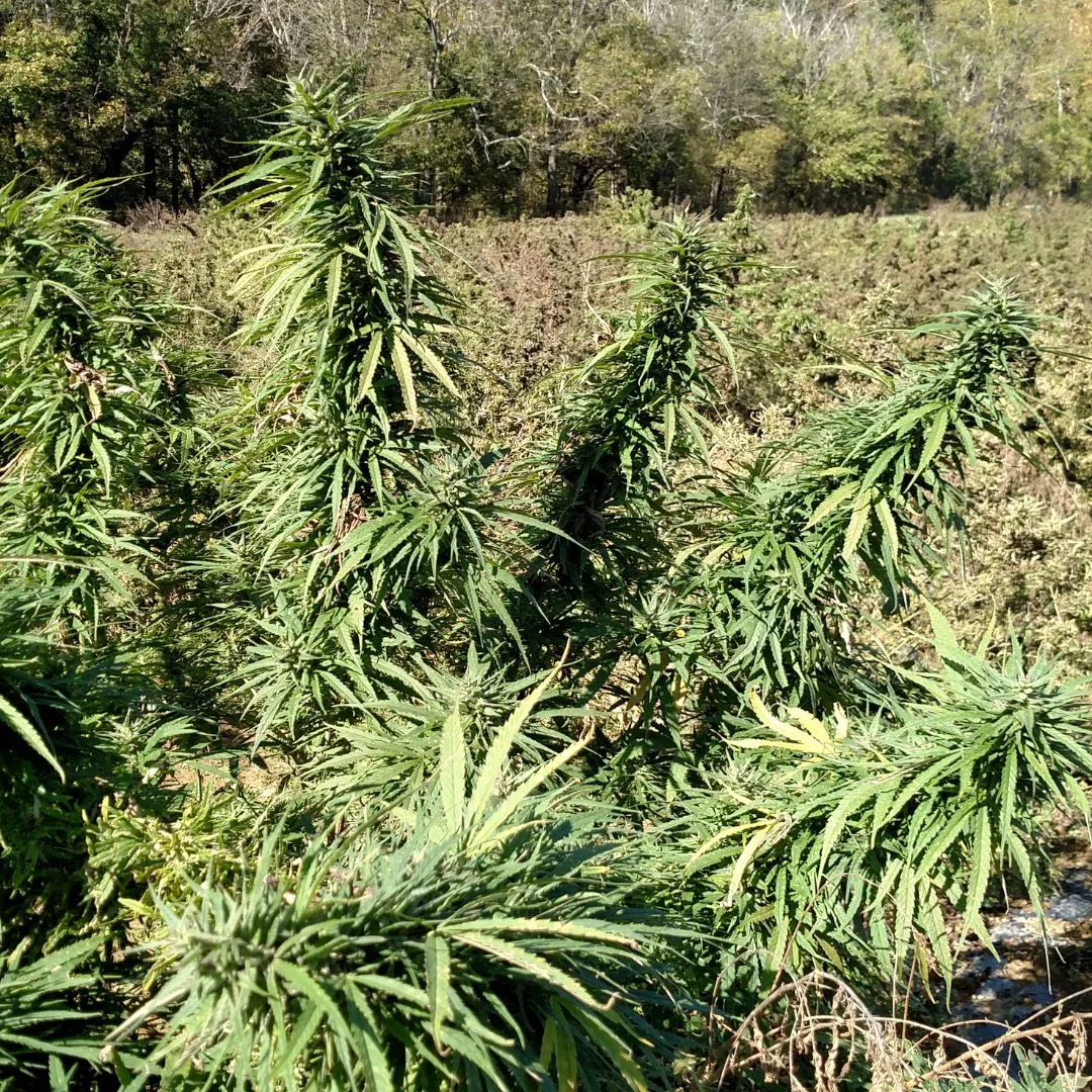 A 2017 close-up photograph from the Kentucky Cannabis Company field off Old Dixville Road in Mercer County showing a female Type III hemp plant in dense, seedless bloom at harvest maturity.