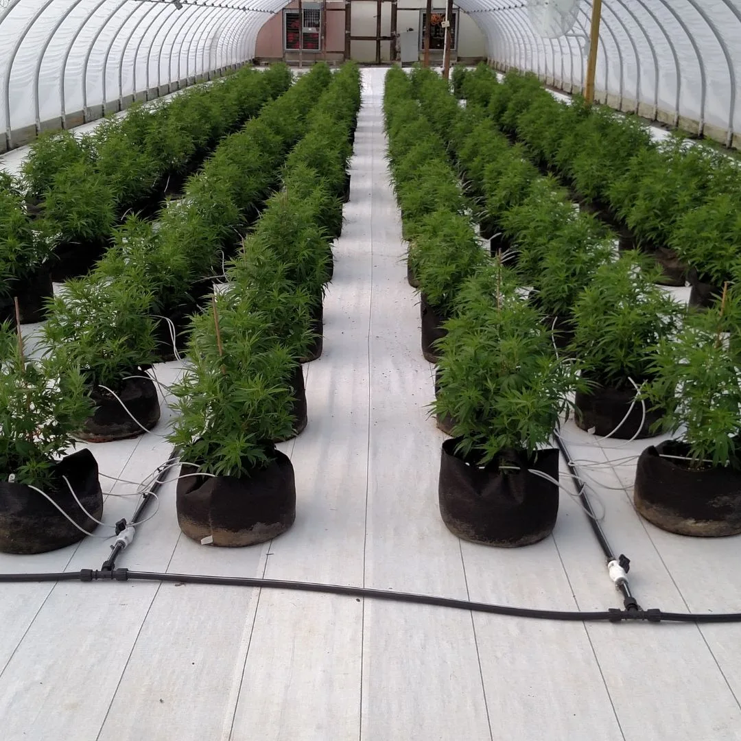 A 2017 photograph from the Kentucky Cannabis Company greenhouse showing hundreds of Type III female KCC2 hemp plants in a robust vegetative state at the Military Pike facility in Lexington, Fayette County, Kentucky.