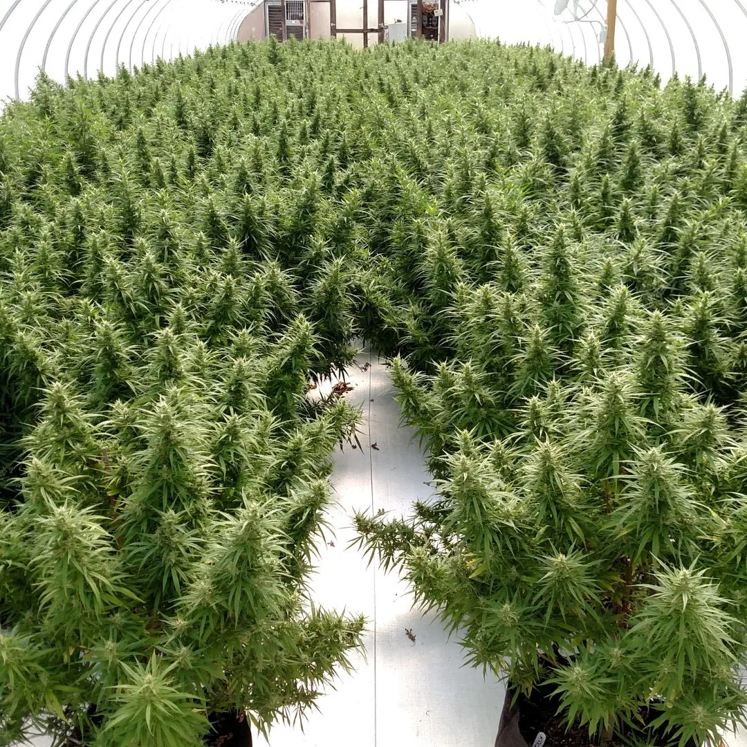 A 2017 photograph of a Kentucky Cannabis Company greenhouse in Lexington, Kentucky, filled with hundreds of female KCC2 Type III hemp plants in full bloom and nearing harvest.