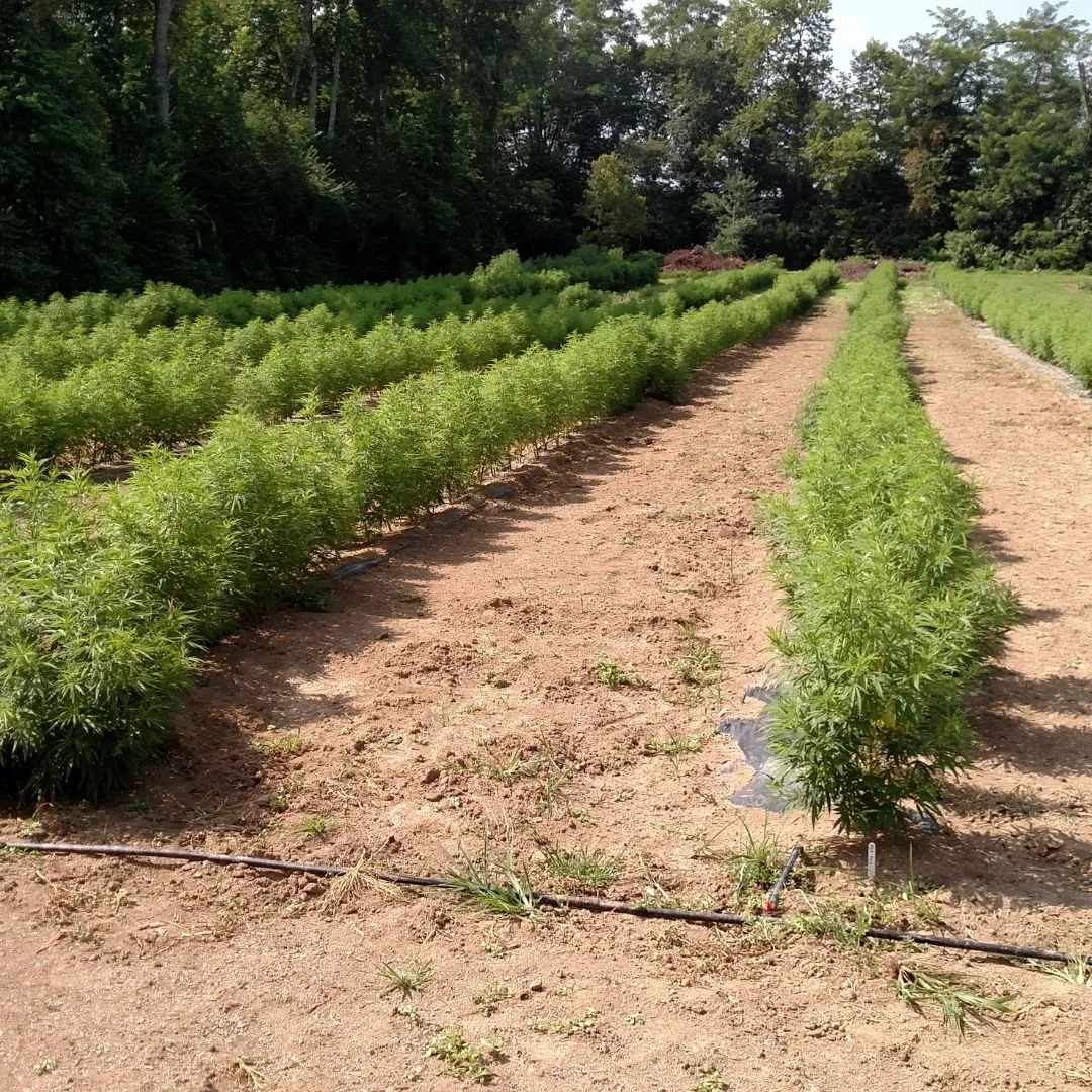 A 2017 photograph from Kentucky Cannabis Company showing rows of Type III female cannabis clones growing on biodegradable mulch with precision irrigation at the Military Pike greenhouse facility in Lexington, Fayette County, Kentucky.