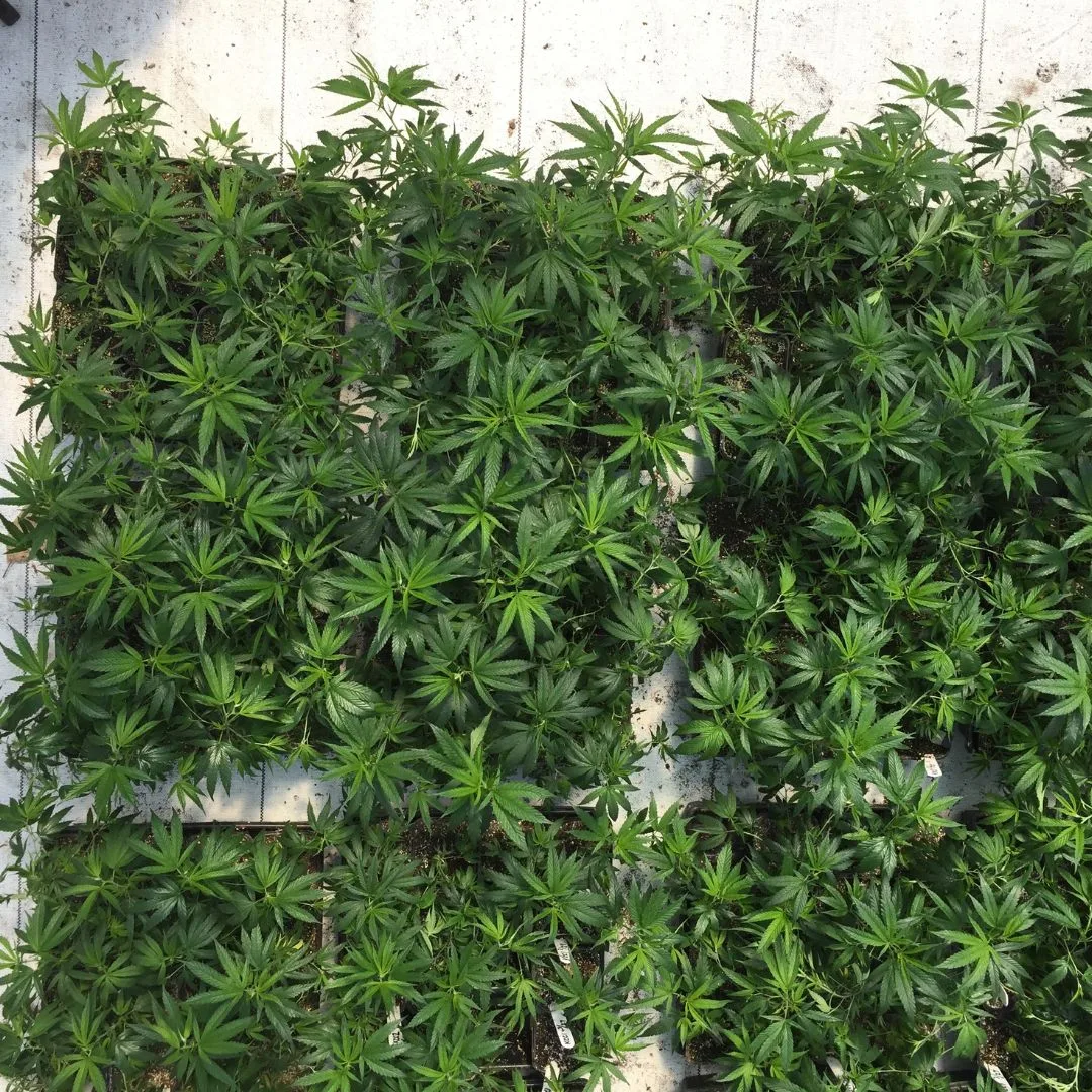 A 2017 photograph from Kentucky Cannabis Company showing rows of young Type III cannabis liners in a nursery setting, displaying vigorous growth and established root systems, ready to be transplanted into larger pots for the 2017 season.