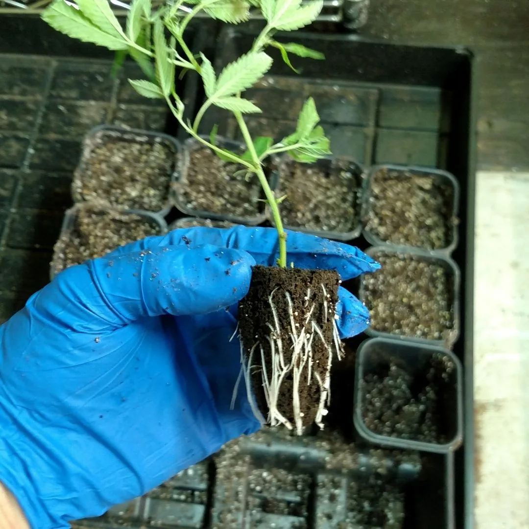 A 2017 photograph from Kentucky Cannabis Company capturing the manual transplanting of a healthy Type III cannabis clone with visible white roots into its first growing pot.