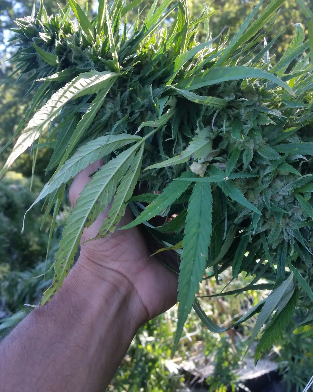 Bud maturity and harvest readiness - Kentucky Cannabis Company 2015 flowering and harvest archive