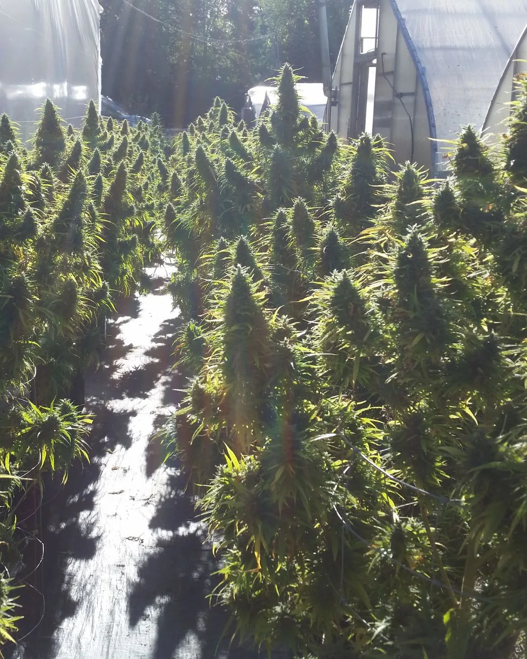 KCC13 and the role of genetics - Kentucky Cannabis Company 2015 flowering and harvest archive