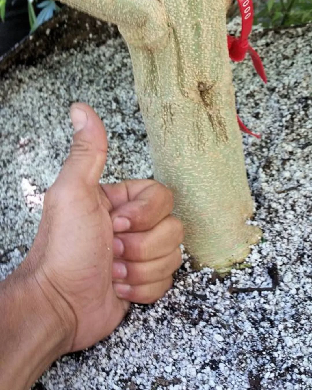 Thick stalk development in cannabinoid-focused hemp - Kentucky Cannabis Company 2015 flowering and harvest archive