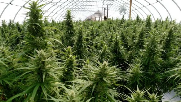 Blooming hemp flower plants growing inside a Kentucky greenhouse