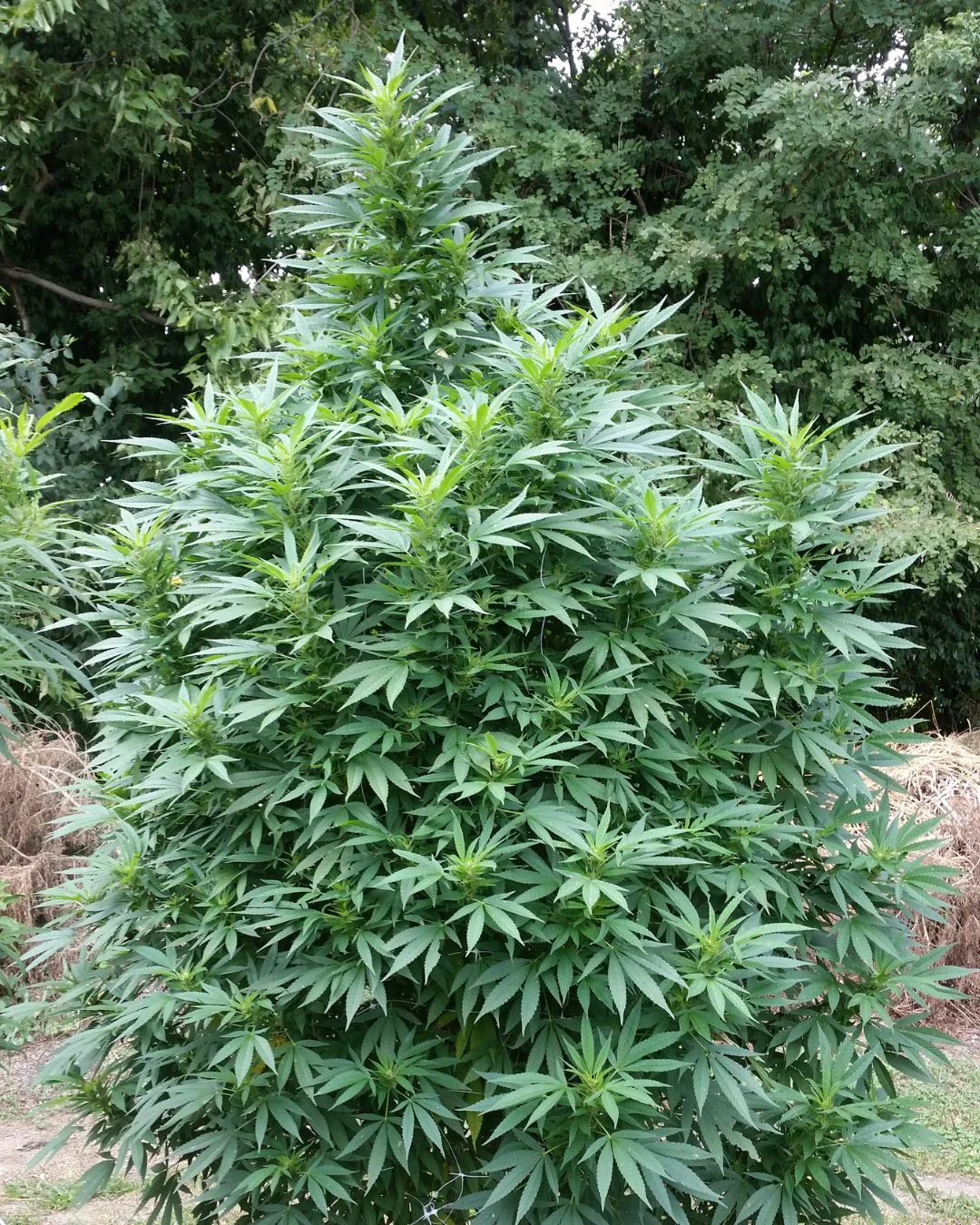 Diversity of plant expression in the field - Kentucky Cannabis Company 2015 flowering and harvest archive