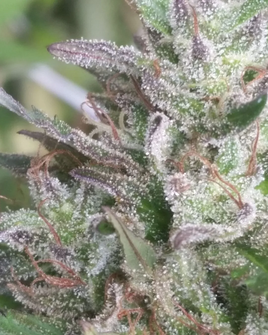 Trichome development and cannabinoid potential - Kentucky Cannabis Company 2015 flowering and harvest archive