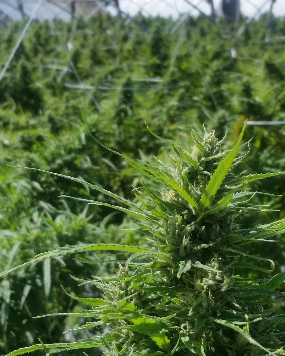 Close-up of ripe female bloom inside the hoop house - Kentucky Cannabis Company 2015 flowering and harvest archive