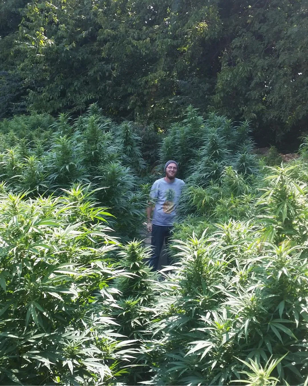 Standing among mature hemp plants - Kentucky Cannabis Company 2015 flowering and harvest archive