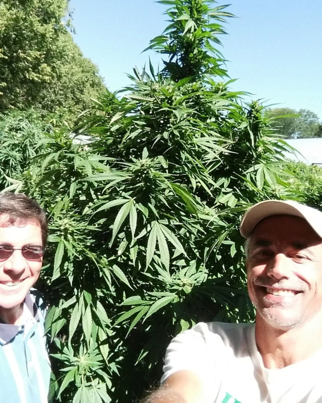Massive female plants entering full maturity - Kentucky Cannabis Company 2015 flowering and harvest archive