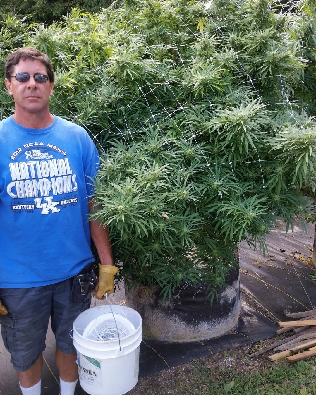 Full bloom in the Kentucky field - Kentucky Cannabis Company 2015 flowering and harvest archive