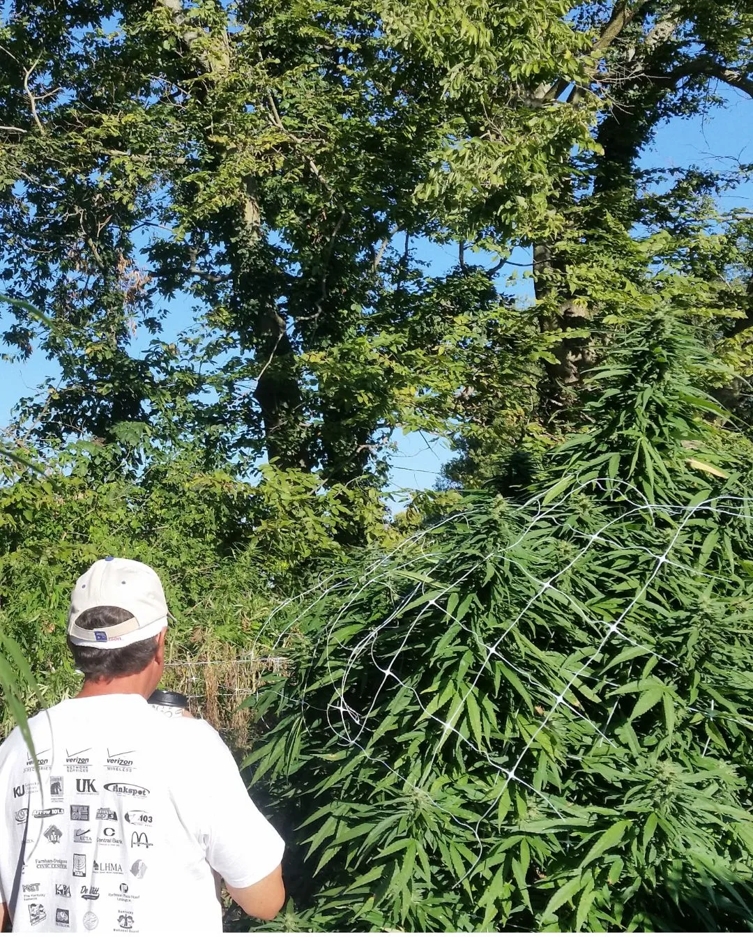 Towering plant height during flowering - Kentucky Cannabis Company 2015 flowering and harvest archive