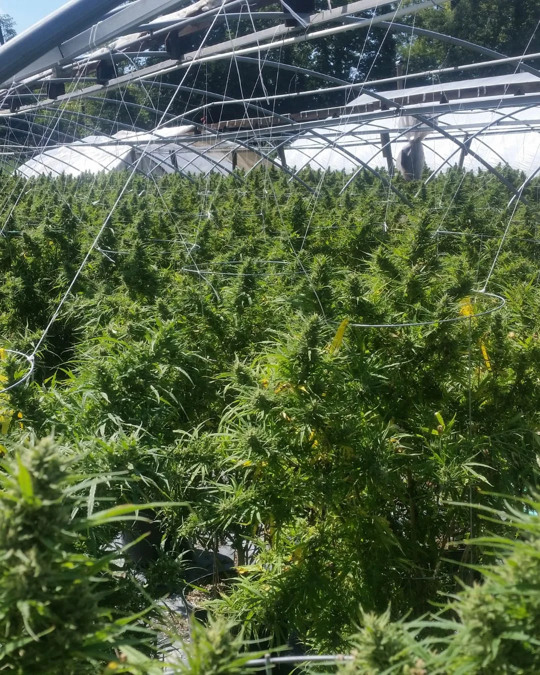 Hundreds of plants blooming across the field - Kentucky Cannabis Company 2015 flowering and harvest archive