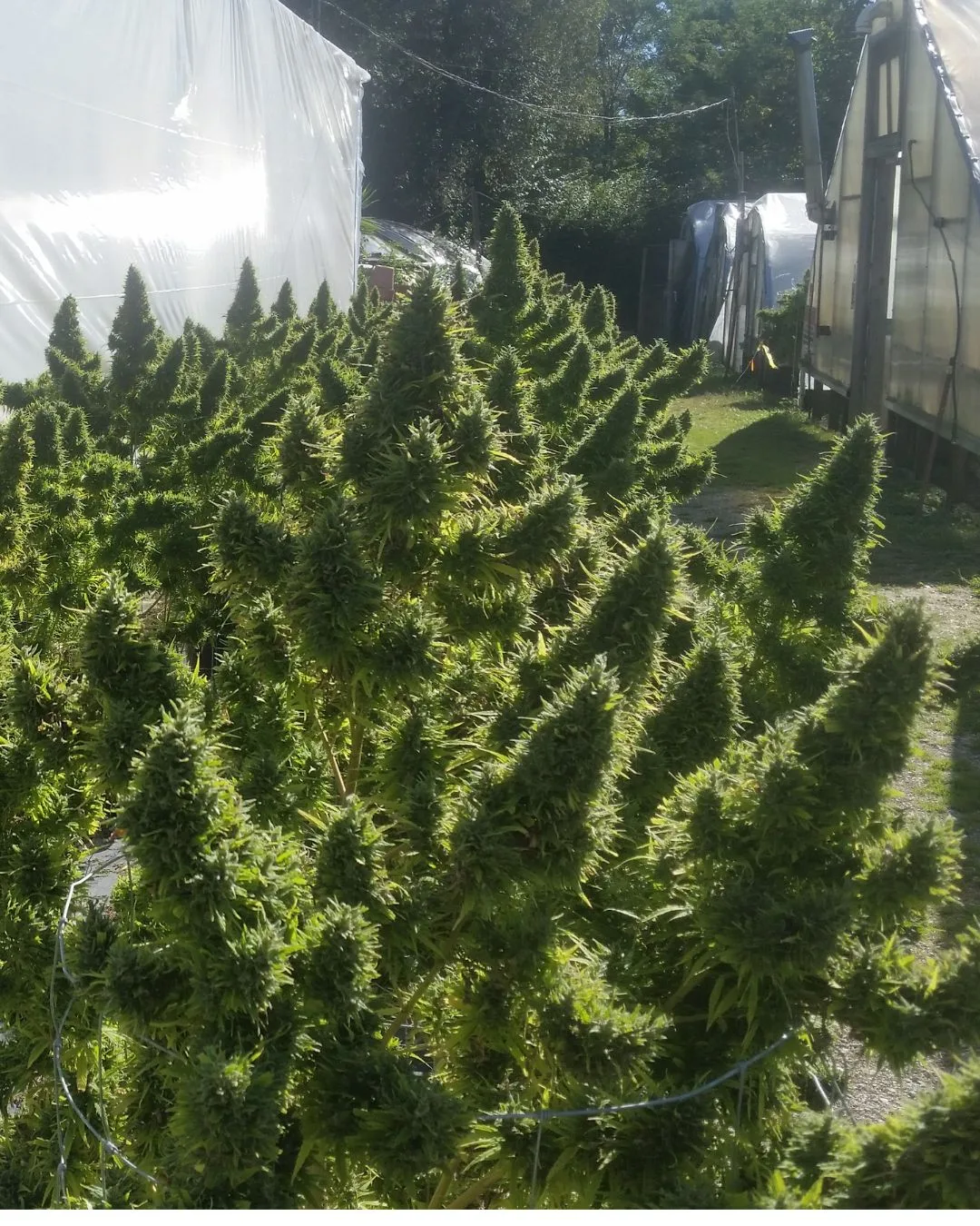 Mature KCC13 colas with dense trichomes - Kentucky Cannabis Company 2015 flowering and harvest archive