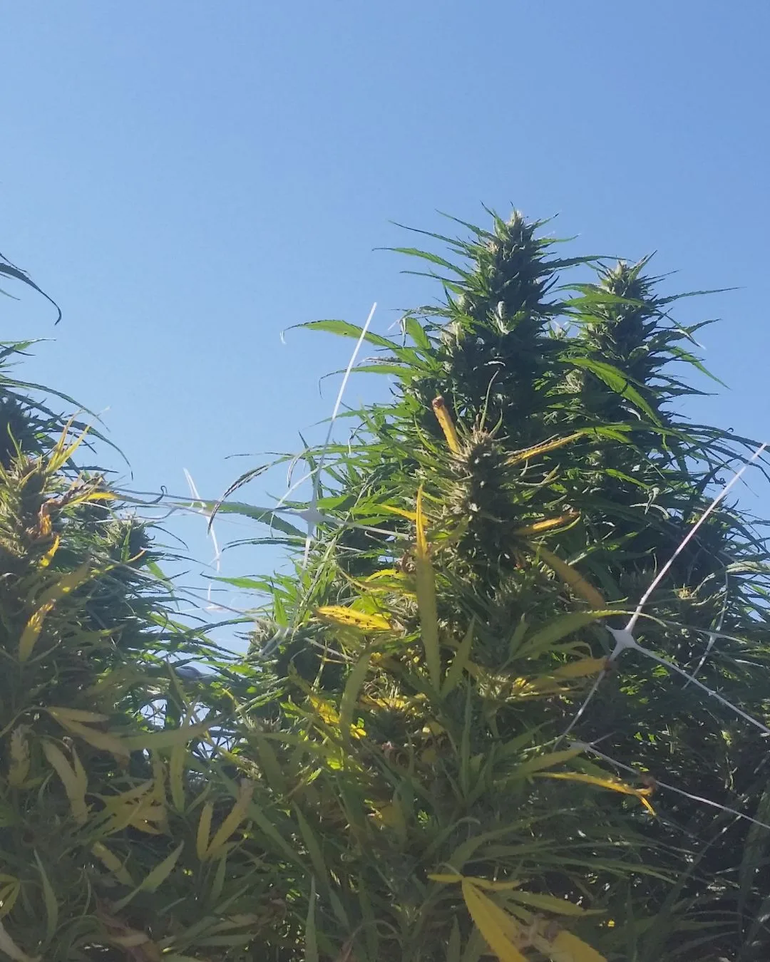 Preharvest inspection and compliance - Kentucky Cannabis Company 2015 flowering and harvest archive image 2