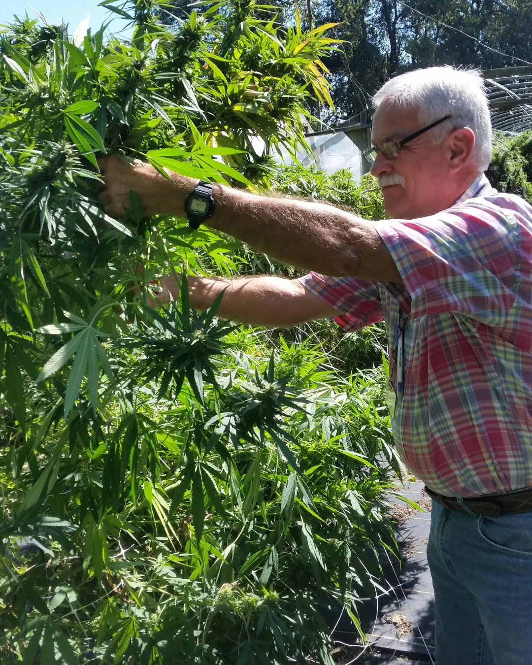 Preharvest inspection and compliance - Kentucky Cannabis Company 2015 flowering and harvest archive image 1