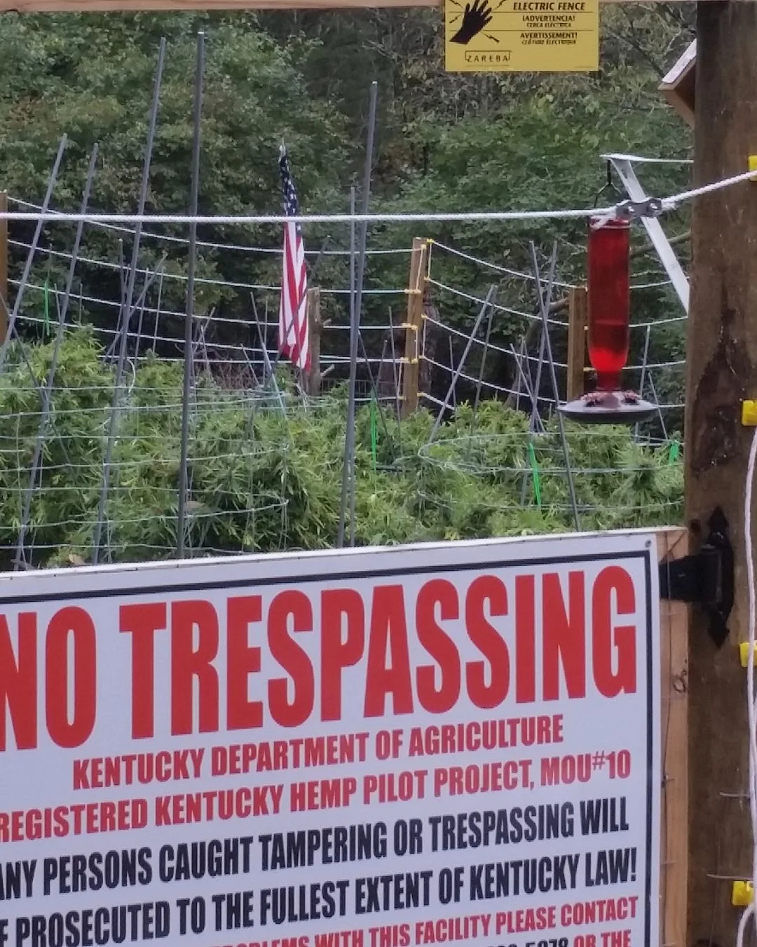 Security and pilot project oversight - Kentucky Cannabis Company 2015 flowering and harvest archive