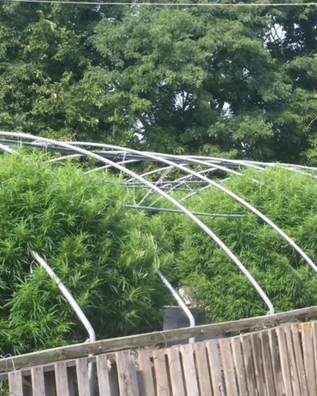 Tall greenhouse growth during the 2015 season - Kentucky Cannabis Company 2015 flowering and harvest archive