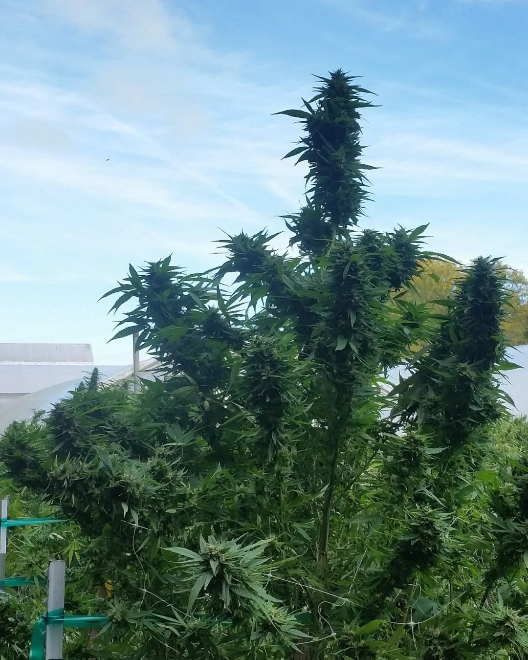 Huge outdoor colas under the Kentucky sun - Kentucky Cannabis Company 2015 flowering and harvest archive