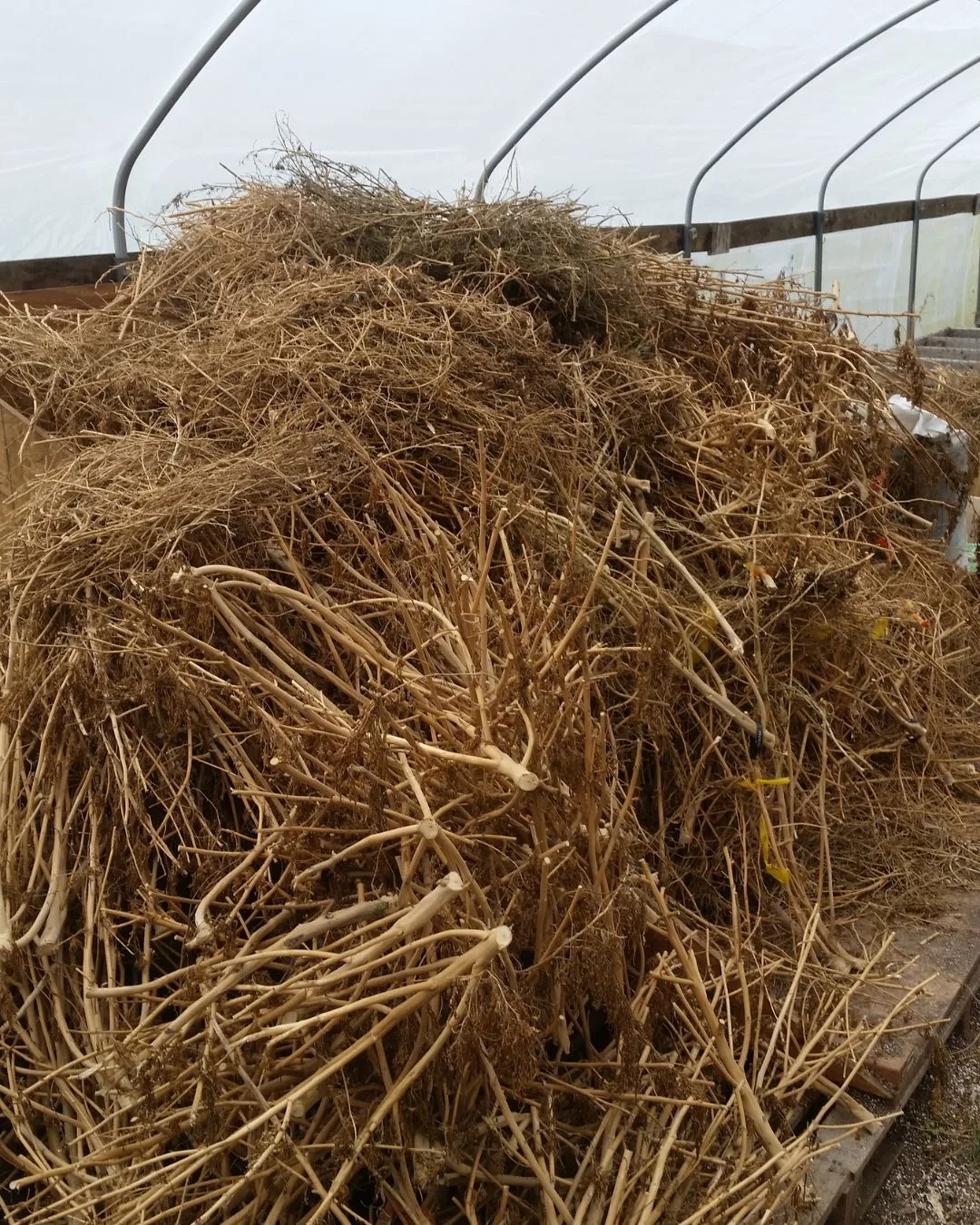 After harvest: stalks left behind following flower removal - Kentucky Cannabis Company 2015 flowering and harvest archive